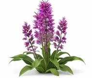 Пальчатокорінник (зозульки)