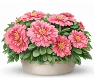 Пеларгонія (Кімнатна герань)