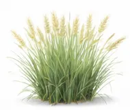 Пеннісетум