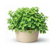 Піттоспорум