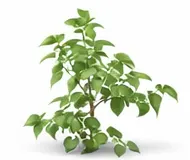 Плющ (Гедера)