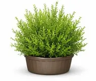 Прибережні