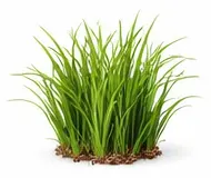 Для біоплато