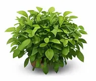 Садові рослини