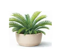 Саговник (Цикас)