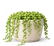 Сенеціо (Хрестовик)