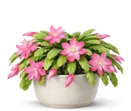 Шлюмбергера