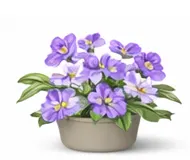 Стрептокарпус