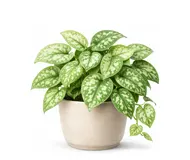 Сциндапсус