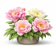 Травянисті півонії