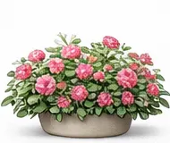 Троянда ґрунтопокривна