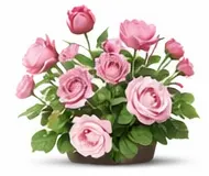 Троянда грандіфлора