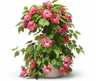 Троянда плетиста