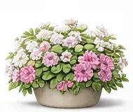 Троянда рамблер (довгоплетиста)