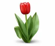 Цибулинні квіти