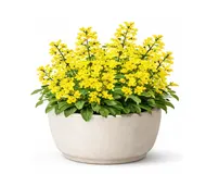 Вербозілля