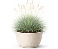 Вівсяниця (Фестука)