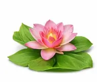 Водні квіткові