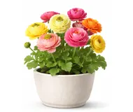 Ранункулюс (Жовтець)