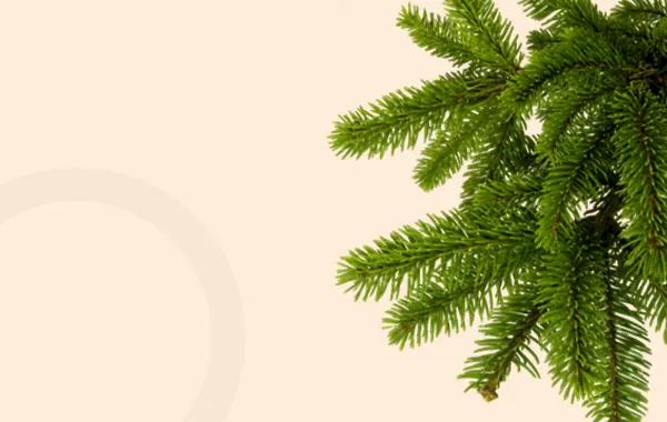 Вічнозелені рослини