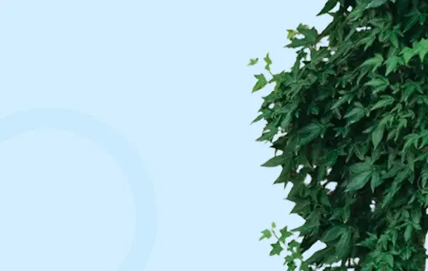 Виткі рослини