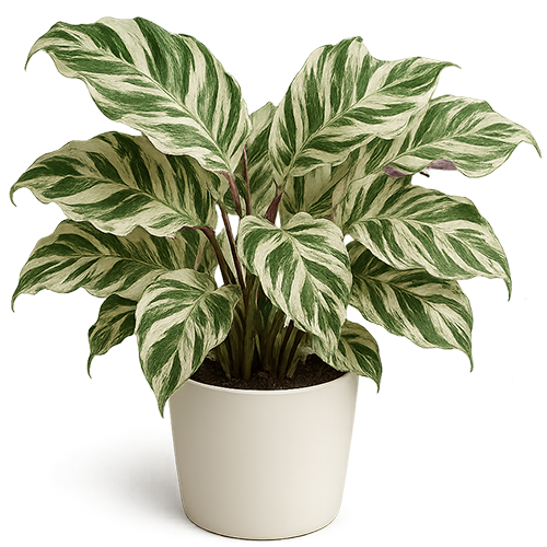 Каталог кімнатних рослин