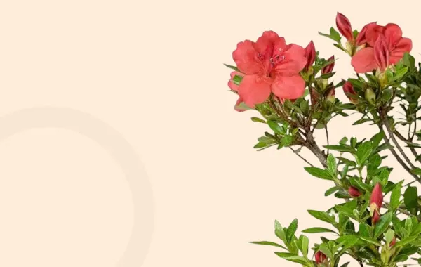 Рослини, що витримують затінення