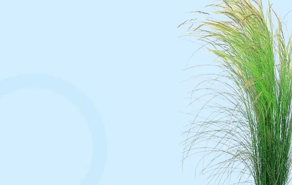 Рослини для посадки на сонці