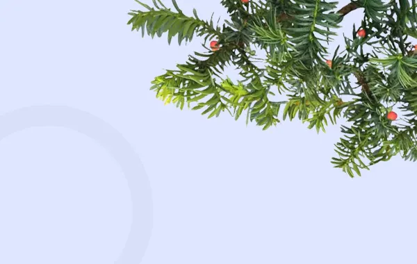 Тіньолюбиві та тіньовитривалі рослини