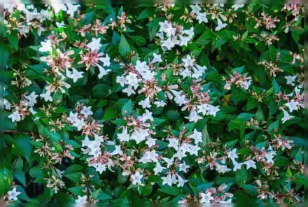 Абелія грандіфлора Літл Річард / Abelia x grandiflora Little Richard