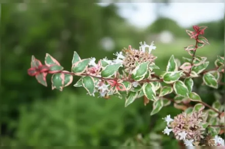 Абелія грандіфлора Марді Грас / Abelia × grandiflora Mardi Gras