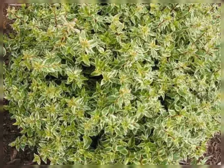 Абелія грандіфлора Рейдіанс / Abelia × grandiflora Radiance