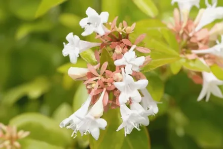 Абелія грандіфлора / Abelia × grandiflora