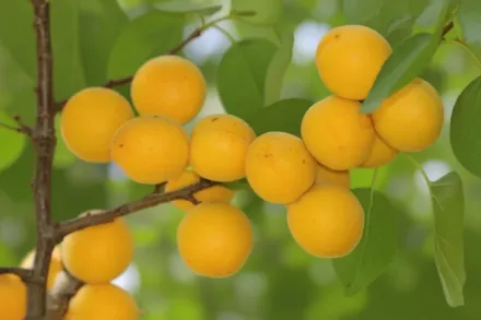 Бленхейм Абрикос / Prunus armeniaca Blenheim