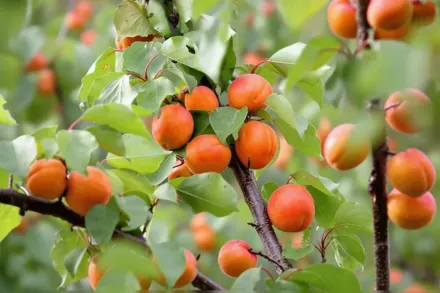 Ерлі Голден Абрикос / Prunus armeniaca Early Golden