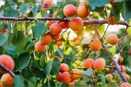 Гарко Абрикос / Prunus armeniaca Harcot