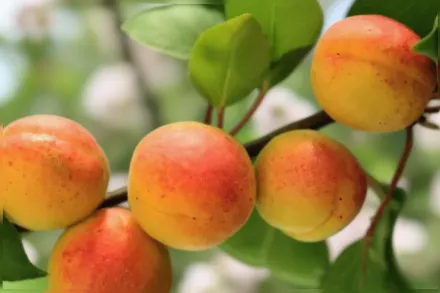 Tilton Prunus armeniaca / Абрикос Тілтон