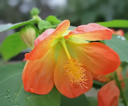 Lucky Lantern Tangerine Abutilon / Абутилон Лакі Лантерн Танжерин