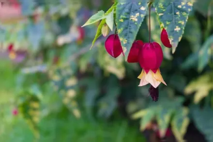 Абутилон мегапотамікум Варіегатний / Abutilon megapotamicum Variegatum