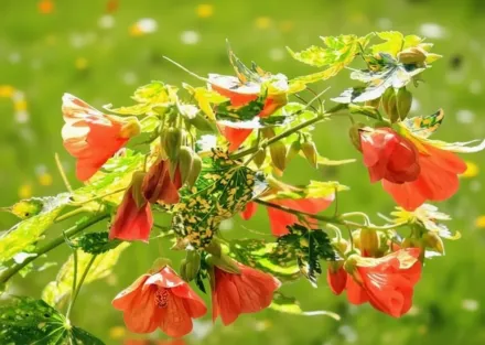 Абутилон плямистий Томпсоні / Abutilon pictum Thompsonii