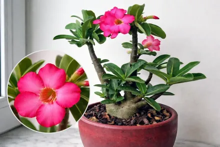 Аденіум арабський / Adenium arabicum