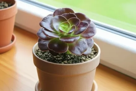 Велюр Еоніум  / Aeonium Velour