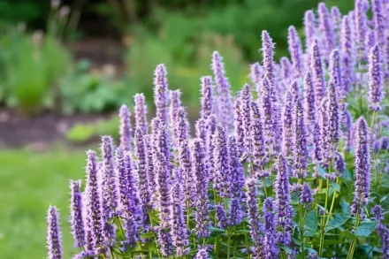 Агастахе анісовий / Agastache foeniculum