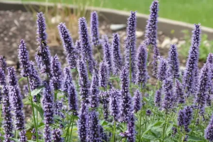 Агастахе Блек Аддер / Agastache Black Adder