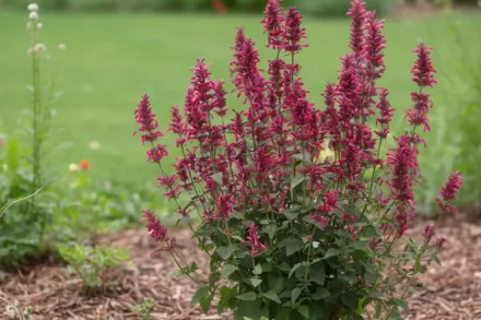 Агастахе Морелло / Agastache Morello