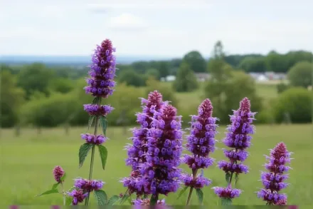 Агастахіс Блу Боа / Agastache Blue Boa
