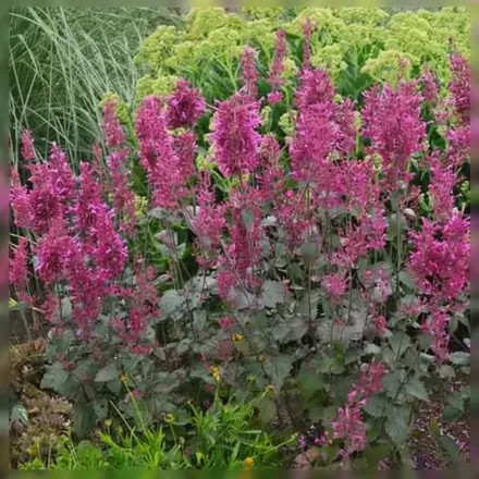 Агастахіс Болеро / Agastache Bolero