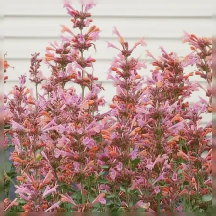Агастахіс Кудос Амброзія / Agastache Kudos Ambrosia