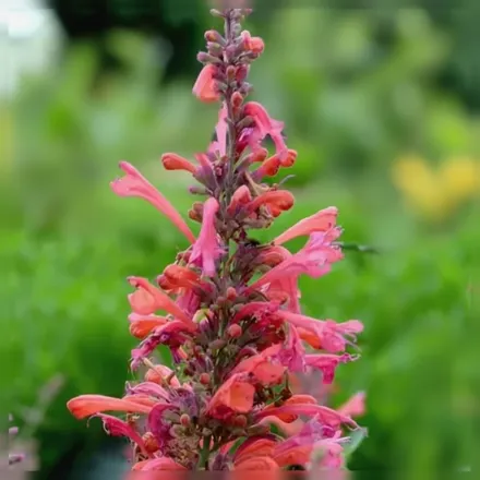 Агастахіс Кудос Корал / Agastache Kudos Coral
