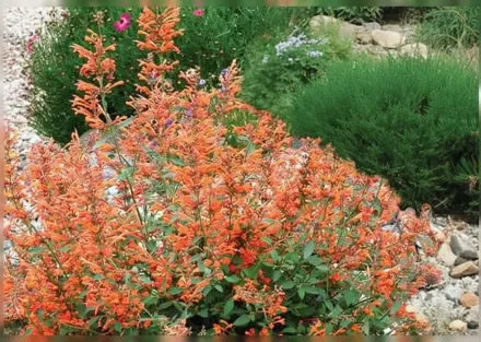 Агастахіс Кудос Мандарин / Agastache Kudos Mandarin